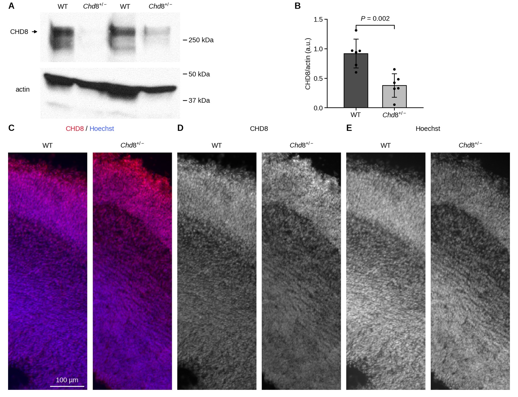 Multi-panel figure. A: western blot of CHD8 and actin in wild-type and Chd8 heterozygous embryonic mouse cortex, with CHD8 much weaker in heterozygotes. B: bar chart of CHD8 normalised to actin, about 0.9 in wild type and 0.4 in heterozygotes, P = 0.002. C to E: paired coronal micrographs of wild-type and heterozygous embryonic cortex showing CHD8 with Hoechst merged, CHD8 alone, and Hoechst alone.